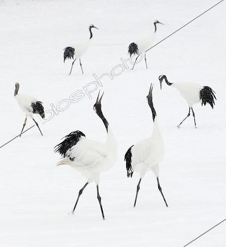 Biosphoto | 1470226 | Red crowned cranes in courtship in winter Japan  | &copy; Thierry Vezon / Biosphoto