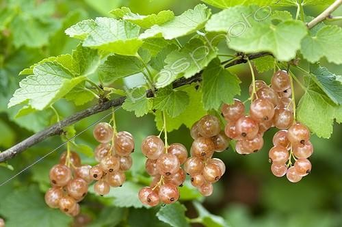 Biosphoto | 1637461 | Red currant 'Gloire des sablons' in fruit in a garden | &copy; Alexandre Petzold / Biosphoto