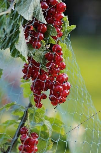Biosphoto | 850397 | Red currants in a safety net in late June | &copy; Denis Bringard / Biosphoto