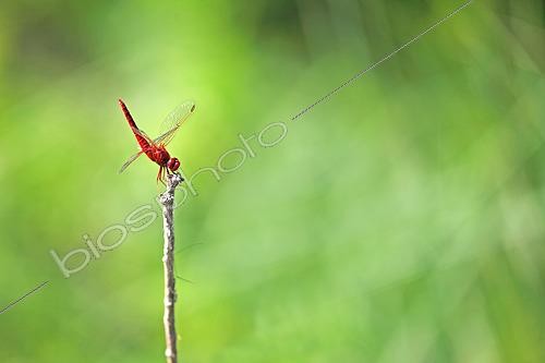 Biosphoto | 2573453 | Red Darter (Crocothemis erythraea), male on a branch overlooking a pond along the Rhine in the Robertsau and Wantzenau National Nature Reserve in early summer. France | &copy; Yves Noto Campanella / Biosphoto