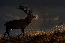 Biosphoto | 2462022 | Red deer (Cervus elaphus), backlit, Denmark, Europe | &copy; Christian Naumann / imageBROKER / Biosphoto