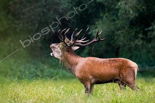 Biosphoto | 2433323 | Red Deer (Cervus elaphus) bellowing in a clearing, Slovakia | &copy; Ervin Horesnyík / Biosphoto