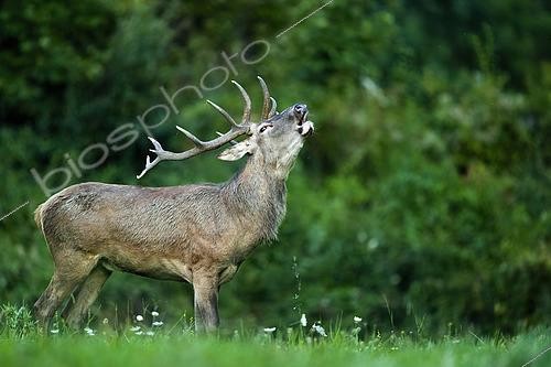 Biosphoto | 2612162 | Red Deer (Cervus elaphus) bellowing in the grass. Alps, Austria. | &copy; Ervin Horesnyík / Biosphoto