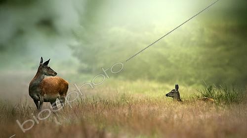 Biosphoto | 2613674 | Red deer (Cervus elaphus) doe and fawn in a clearing, Ardennes, Belgium. | &copy; Christian Cabron / Biosphoto
