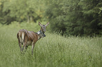 Biosphoto | 2609512 | Red deer (Cervus elaphus) Doe marked for tracking, Ardennes, Belgium | &copy; Christian Cabron / Biosphoto