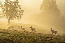 Biosphoto | 2609697 | Red deer (Cervus elaphus) Four hinds in autumn in fog. They are standing in a meadow, trees are visible in the background. The morning sun shines through the fog, golden hour. Allgäu, Germany | &copy; Susanne Fritzsche / imageBROKER / Biosphoto