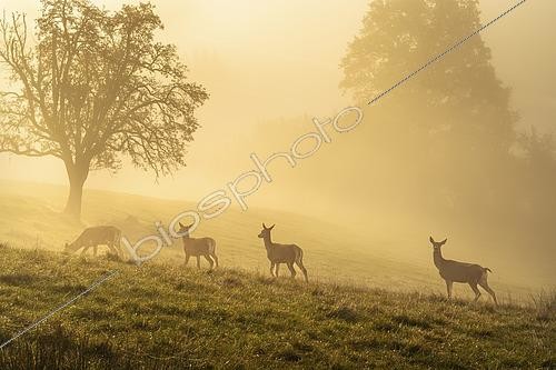 Biosphoto | 2609697 | Red deer (Cervus elaphus) Four hinds in autumn in fog. They are standing in a meadow, trees are visible in the background. The morning sun shines through the fog, golden hour. Allgäu, Germany | &copy; Susanne Fritzsche / imageBROKER / Biosphoto