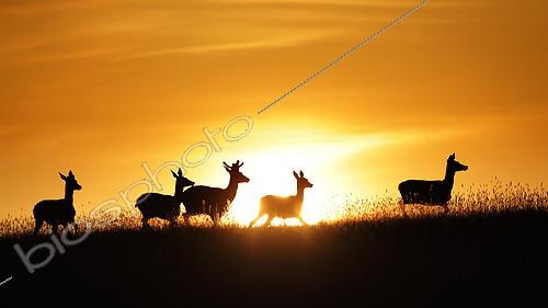 Biosphoto | 2610294 | Red deer (Cervus elaphus) herd at sunrise, Ardennes, Belgium | © Christian Cabron / Biosphoto