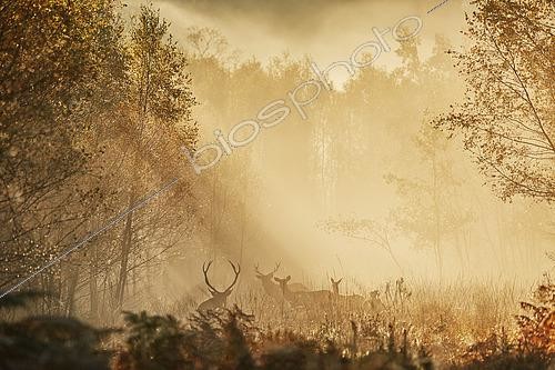 Biosphoto | 2563101 | Red deer (Cervus elaphus) herd in the mist at dawn against the light in autumn, Ardennes, Belgium | &copy; Philippe Moës / Biosphoto