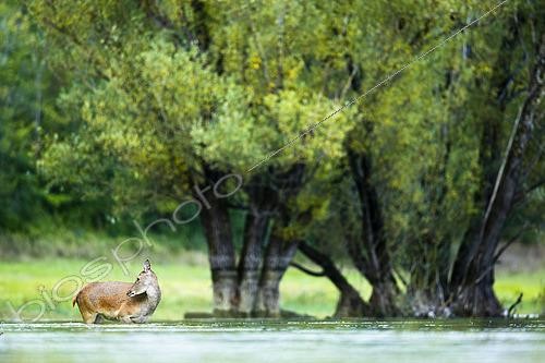Biosphoto | 2612159 | Red Deer (Cervus elaphus) hind standing in the water. Alps, Austria. | &copy; Ervin Horesnyík / Biosphoto