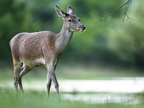 Biosphoto | 2609734 | Red Deer (Cervus elaphus) hind walking in the grass, Alps, Austria. | &copy; Ervin Horesnyík / Biosphoto