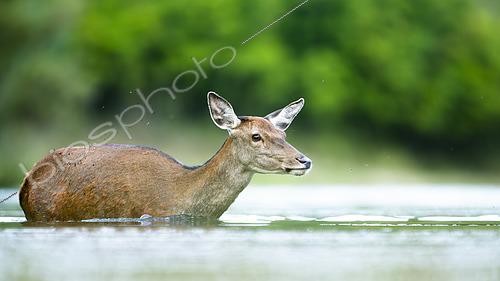 Biosphoto | 2612160 | Red Deer (Cervus elaphus) hind walking in the water. Alps, Austria. | &copy; Ervin Horesnyík / Biosphoto