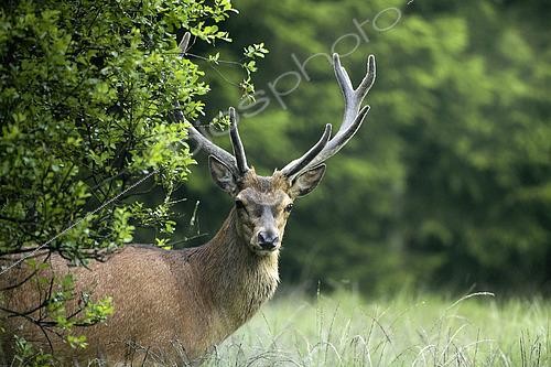 Biosphoto | 2610535 | Red deer (Cervus elaphus) male during the rut, Ardennes, Belgium. | © Christian Cabron / Biosphoto