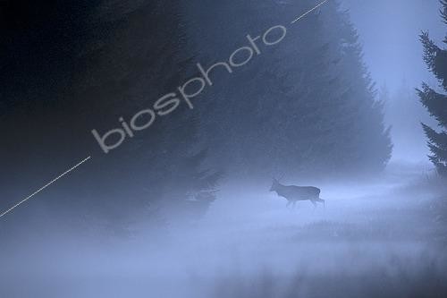 Biosphoto | 2615440 | Red deer (Cervus elaphus) male in the mist during the rut, Ardennes, Belgium. | &copy; Christian Cabron / Biosphoto