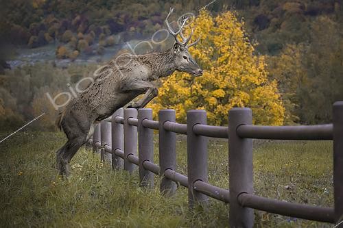 Biosphoto | 2613631 | Red deer (Cervus elaphus) male jumping over a barrier in autumn, Italy. | &copy; Alberto Ghizzi Panizza / Biosphoto