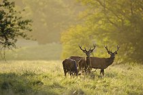 Biosphoto | 2609678 | Red deer (Cervus elaphus) males | &copy; W. Rolfes / imageBROKER / Biosphoto