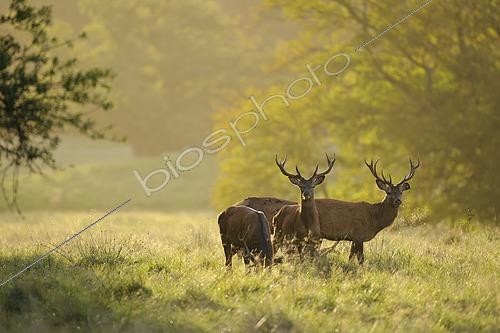 Biosphoto | 2609678 | Red deer (Cervus elaphus) males | &copy; W. Rolfes / imageBROKER / Biosphoto