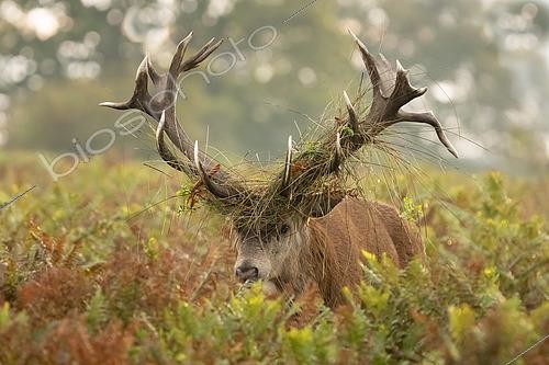 Biosphoto | 2612085 | Red deer (Cervus elaphus) stag amongst bracken, England | &copy; Frédéric Desmette / Biosphoto