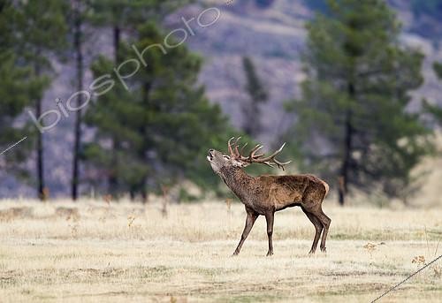 Biosphoto | 2084380 | Red deer (Cervus elaphus), stag in rut, Spain | &copy; Ignacio Yufera / Biosphoto