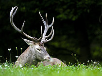 Biosphoto | 2609740 | Red Deer (Cervus elaphus) stag lying in the grass, Alps, Austria. | &copy; Ervin Horesnyík / Biosphoto