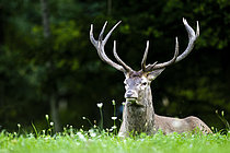 Biosphoto | 2609741 | Red Deer (Cervus elaphus) stag lying in the grass, Alps, Austria. | &copy; Ervin Horesnyík / Biosphoto