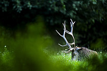 Biosphoto | 2610112 | Red deer (Cervus elaphus) stag lying in the grass, Alps, Austria. | &copy; Ervin Horesnyík / Biosphoto