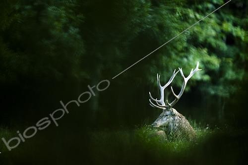 Biosphoto | 2610113 | Red deer (Cervus elaphus) stag lying in the grass, Alps, Austria. | © Ervin Horesnyík / Biosphoto
