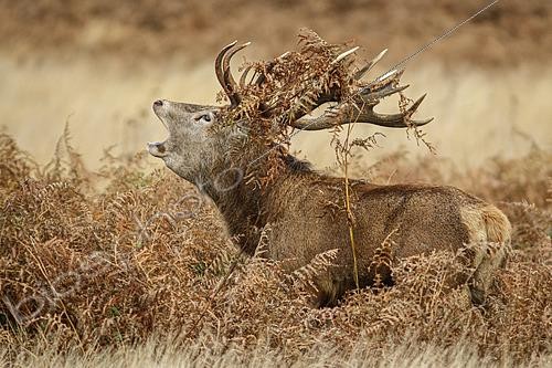 Biosphoto | 2480466 | Red Deer (Cervus elaphus) stag roaring with vegetation hanging in antlers, United Kingdom | &copy; Brais Seara Fernandez / BIA / Biosphoto