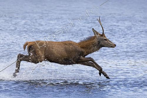 Biosphoto | 2613495 | Red deer (Cervus elaphus) stag running in water, England | &copy; Frédéric Desmette / Biosphoto