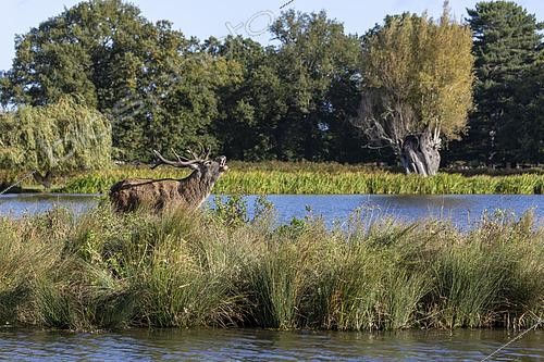 Biosphoto | 2613494 | Red deer (Cervus elaphus) stag standing in the middle of a lake displaying, England | &copy; Frédéric Desmette / Biosphoto