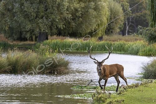 Biosphoto | 2615339 | Red deer (Cervus elaphus) stag walking near water, England | &copy; Frédéric Desmette / Biosphoto
