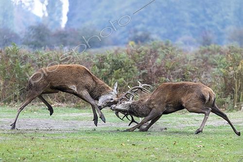 Biosphoto | 2615434 | Red deer (Cervus elaphus) stags fighting, England | &copy; Frédéric Desmette / Biosphoto