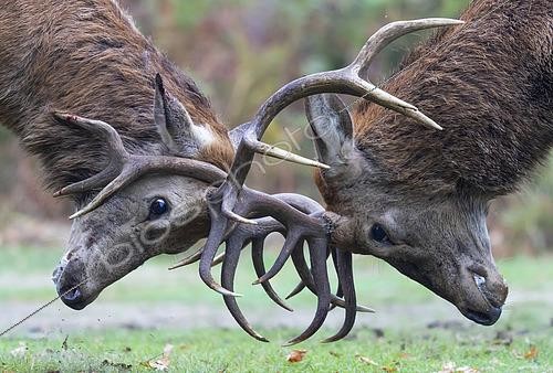 Biosphoto | 2615436 | Red deer (Cervus elaphus) stags fighting, England | &copy; Frédéric Desmette / Biosphoto