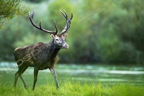 Biosphoto | 2612161 | Red Deer (Cervus elaphus) walking in the grass. Alps, Austria. | &copy; Ervin Horesnyík / Biosphoto