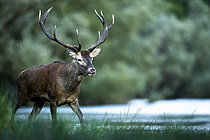 Biosphoto | 2610117 | Red deer (Cervus elaphus) walking in the water. Alps, Austria. | &copy; Ervin Horesnyík / Biosphoto