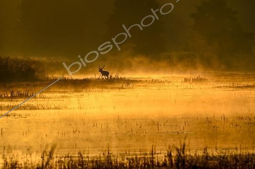 Biosphoto | 2462958 | Red deer (Cervus elaphus) walking through pond in morning mood, golden light, rising mist, Lusatia, Saxony, Germany, Europe | &copy; Gerhard Kraus / imageBROKER / Biosphoto