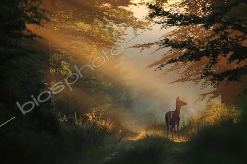 Biosphoto | 1440503 | Red deer doe on a alley in a Beech forest Ardennes ; Audience Award in the competition of the festival of Montier-en-Der 2010  | &copy; Philippe Moës / Biosphoto