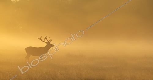 Biosphoto | 1985015 | Red Deer in a clearing at sunrise in autumn - GB | &copy; Frédéric Desmette / Biosphoto