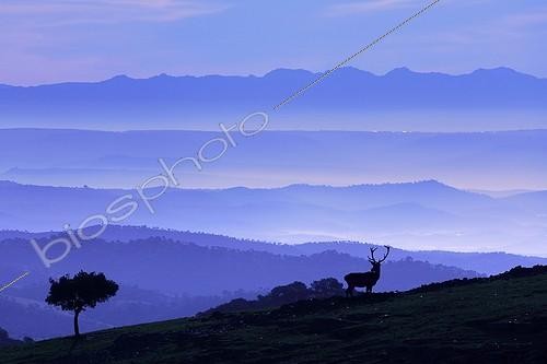 Biosphoto | 1110069 | Red deer in the morning mist Sierra Morena Andalusia | &copy; Pierre Huguet-Dubief / Biosphoto