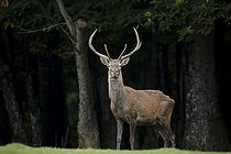 Biosphoto | 1818678 | Red Deer in the Vercors Isere France | &copy; Bruno Fouillat / Biosphoto