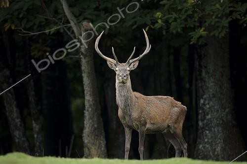 Biosphoto | 1818678 | Red Deer in the Vercors Isere France | &copy; Bruno Fouillat / Biosphoto