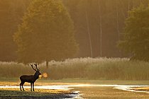 Biosphoto | 2609687 | Red deer, old, mature stags sometimes lead a solitary life outside the rut (Photo red deer (Cervus elaphus) with visible breath), Red Deer, the rut occurs from the end of August and ends in October (Photo stag with visible breath) | &copy; Helge Schulz / imageBROKER / Biosphoto