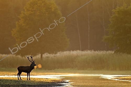 Biosphoto | 2609687 | Red deer, old, mature stags sometimes lead a solitary life outside the rut (Photo red deer (Cervus elaphus) with visible breath), Red Deer, the rut occurs from the end of August and ends in October (Photo stag with visible breath) | &copy; Helge Schulz / imageBROKER / Biosphoto