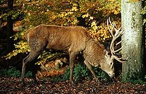 Biosphoto | 1482480 | Red Deer or Hart (Cervus elaphus) | &copy; Thomas Sbampato / imageBROKER / Biosphoto