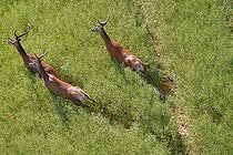 Biosphoto | 1402850 | Red deer running in a field of rapeseed Picardy France | &copy; Michel Bureau / Biosphoto