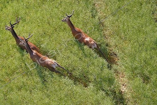 Biosphoto | 1402850 | Red deer running in a field of rapeseed Picardy France | &copy; Michel Bureau / Biosphoto