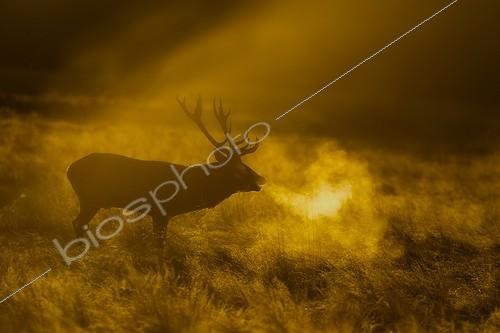 Biosphoto | 1818702 | Red Deer stag bellowing in the mist in autumn GB | &copy; Frédéric Desmette / Biosphoto