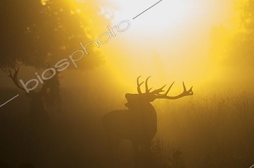Biosphoto | 2012047 | Red Deer stag during rut on a misty dawn - Richmond Park UK | &copy; David Tipling / Biosphoto