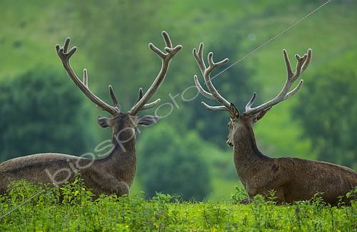 Biosphoto | 2088868 | Red Deers (Cervus elaphus) male lying in the grass, Spain | &copy; Juan-Carlos Muñoz / Biosphoto