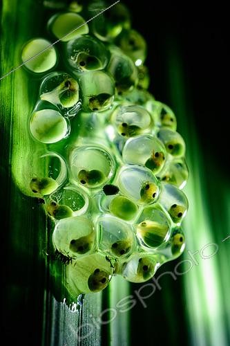 Biosphoto | 2607009 | Red-eyed Leaf frog (Agalychnis callidryas), tadpoles in eggs on a leaf, Bocas del Toro , Panama | &copy; Régis Cavignaux / Biosphoto